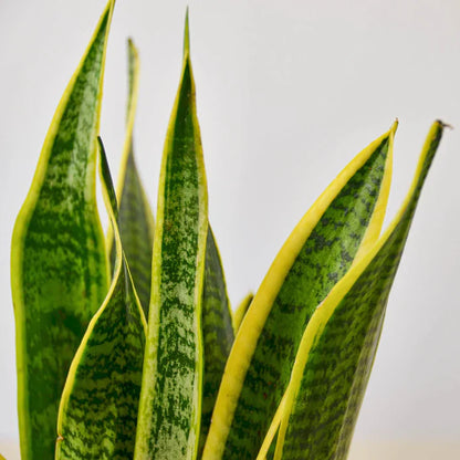 Snake Plant Laurentii - Indoor Plant