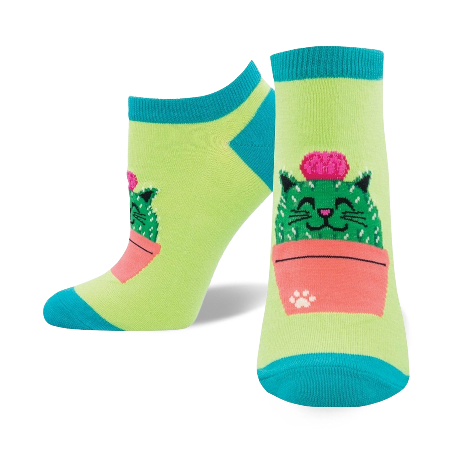 Kitty Cactus