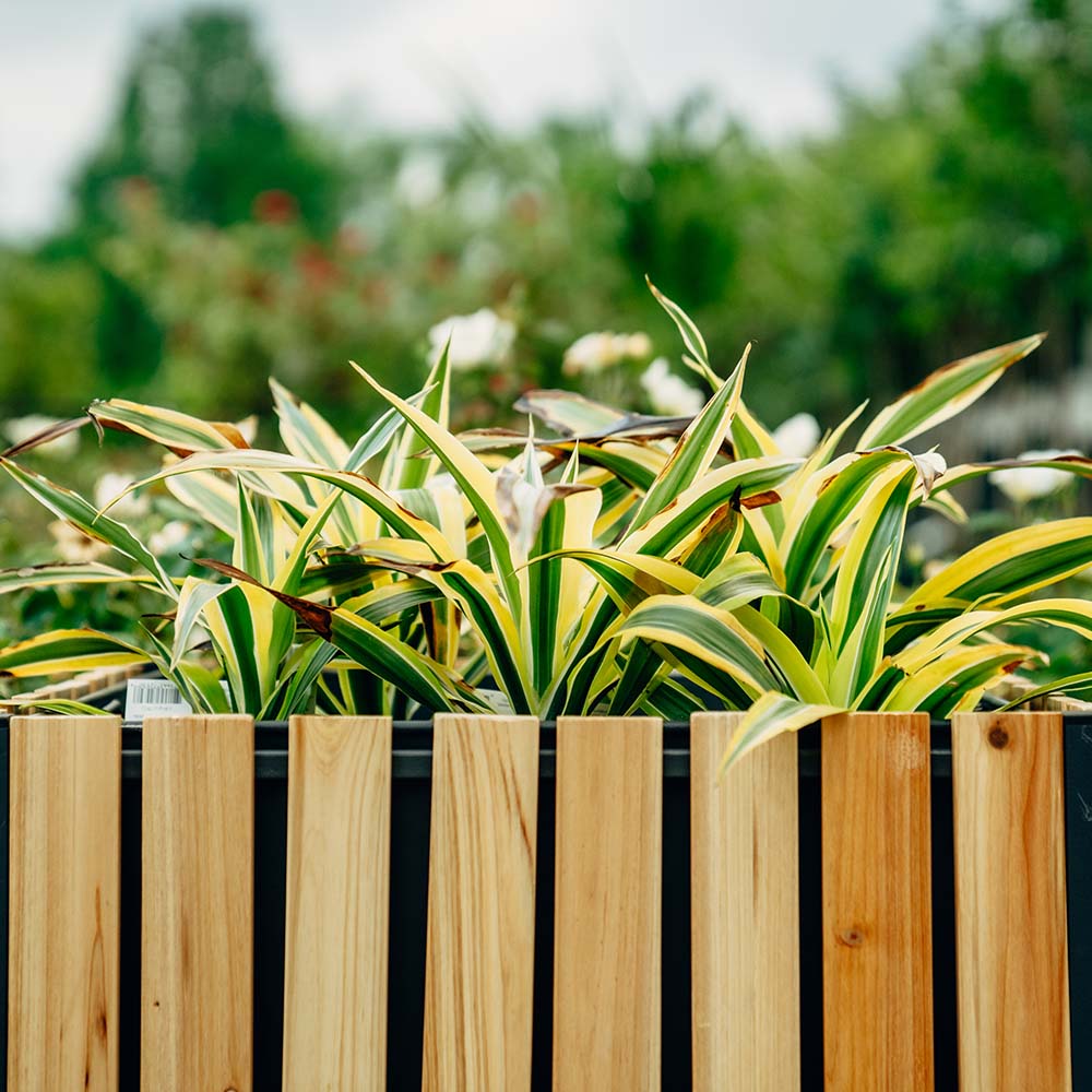 Caspian Square Planter Box
