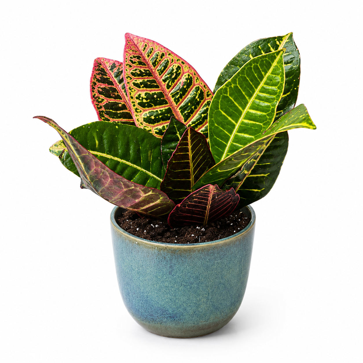 Hey Friend - Indoor Plant
