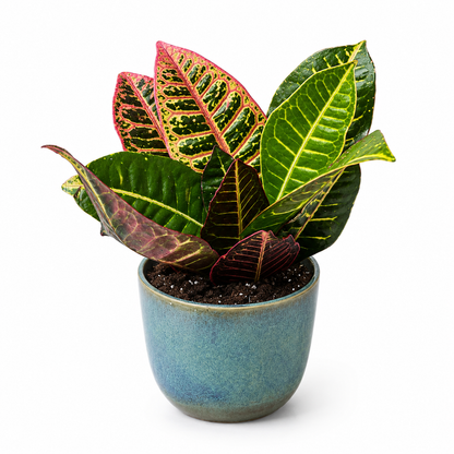 Hey Friend - Indoor Plant