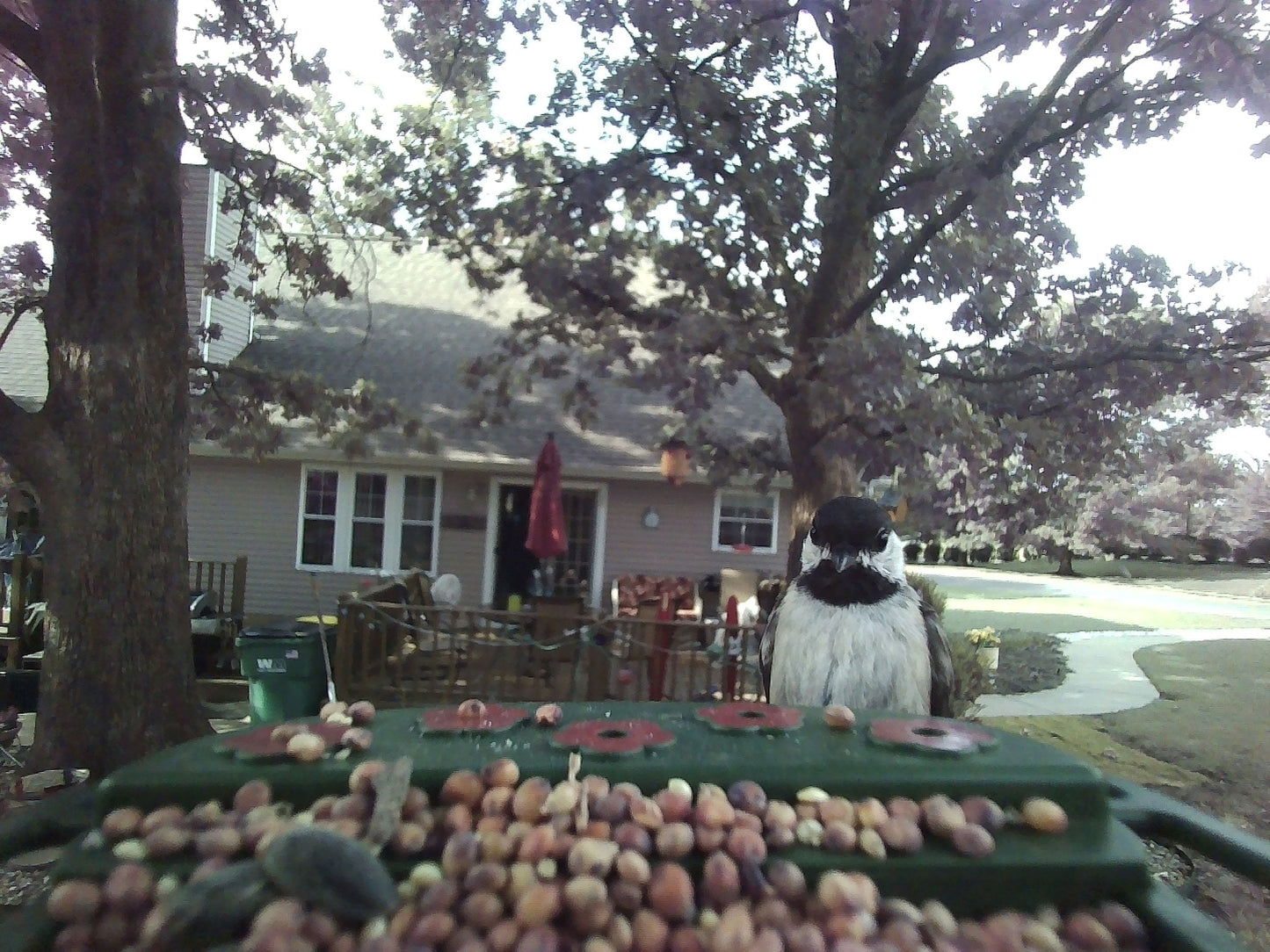 Wild Bird Feeder Wi-Fi Camera