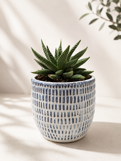 Miami Vibes - Indoor Plant