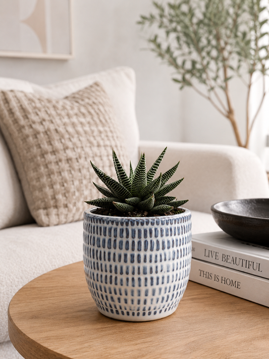 Miami Vibes - Indoor Plant