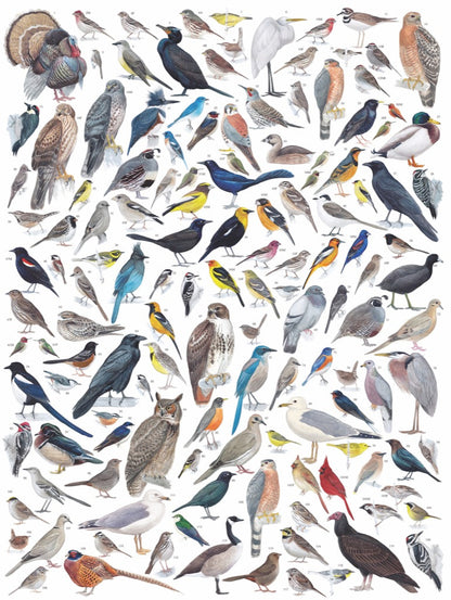 Birds of Western North America