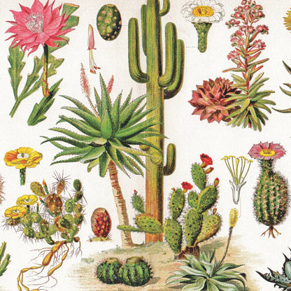 Cacti ~ Cactus