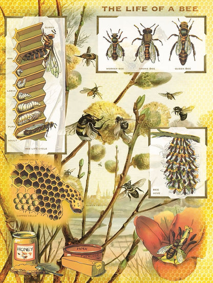 Bees & Honey