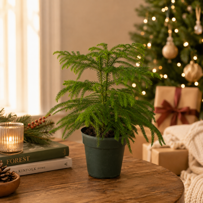 Norfolk 'Island Pine'