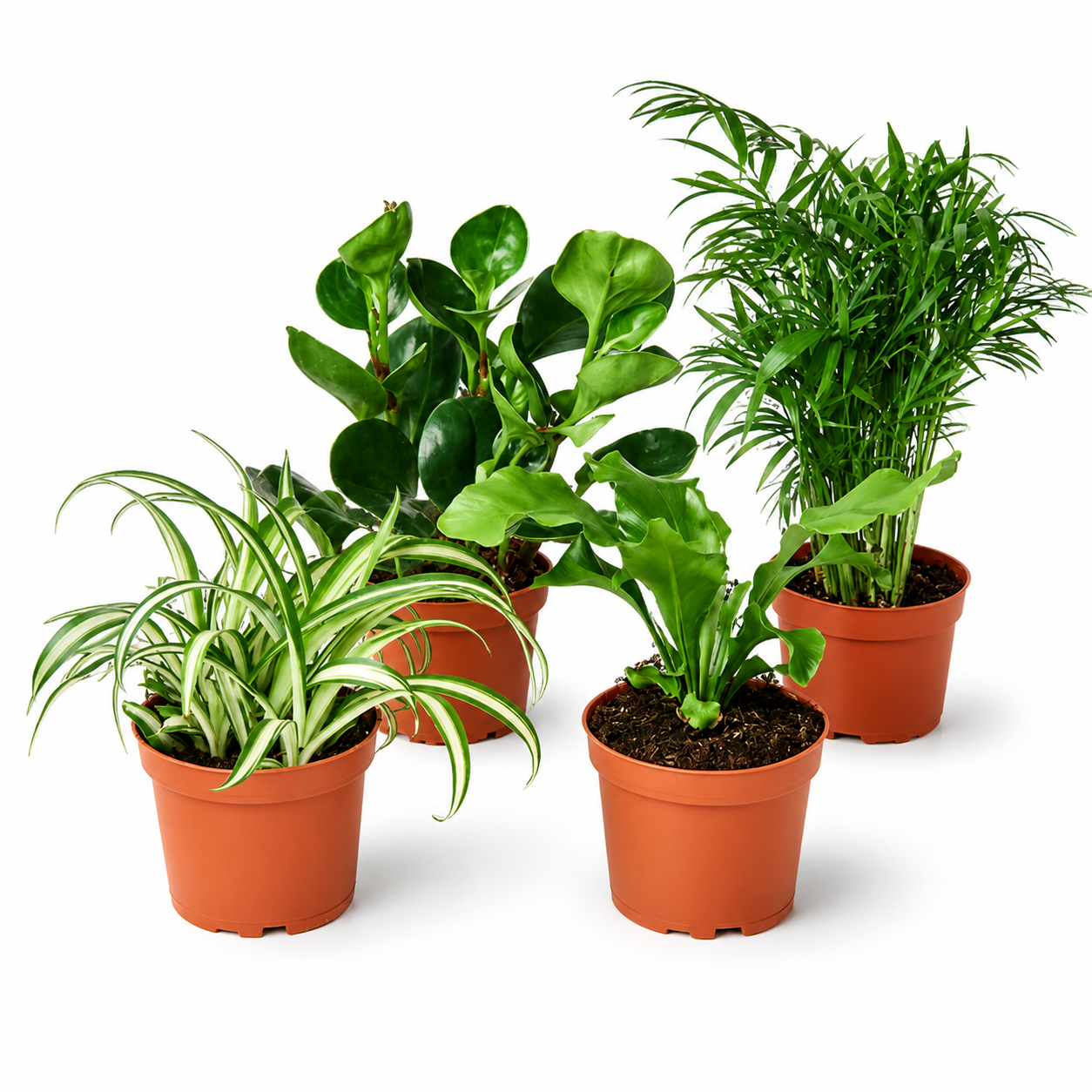 Plant Variety Bundle (Pet-Friendly)