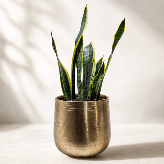 Snake Plant Laurentii - Indoor Plant