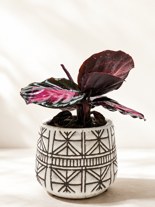 The Callie - Indoor Plant
