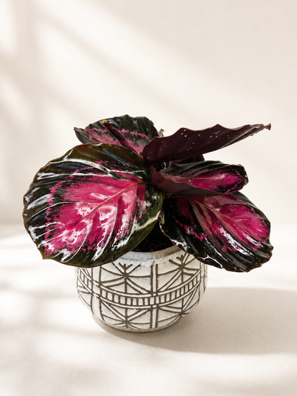 The Callie - Indoor Plant