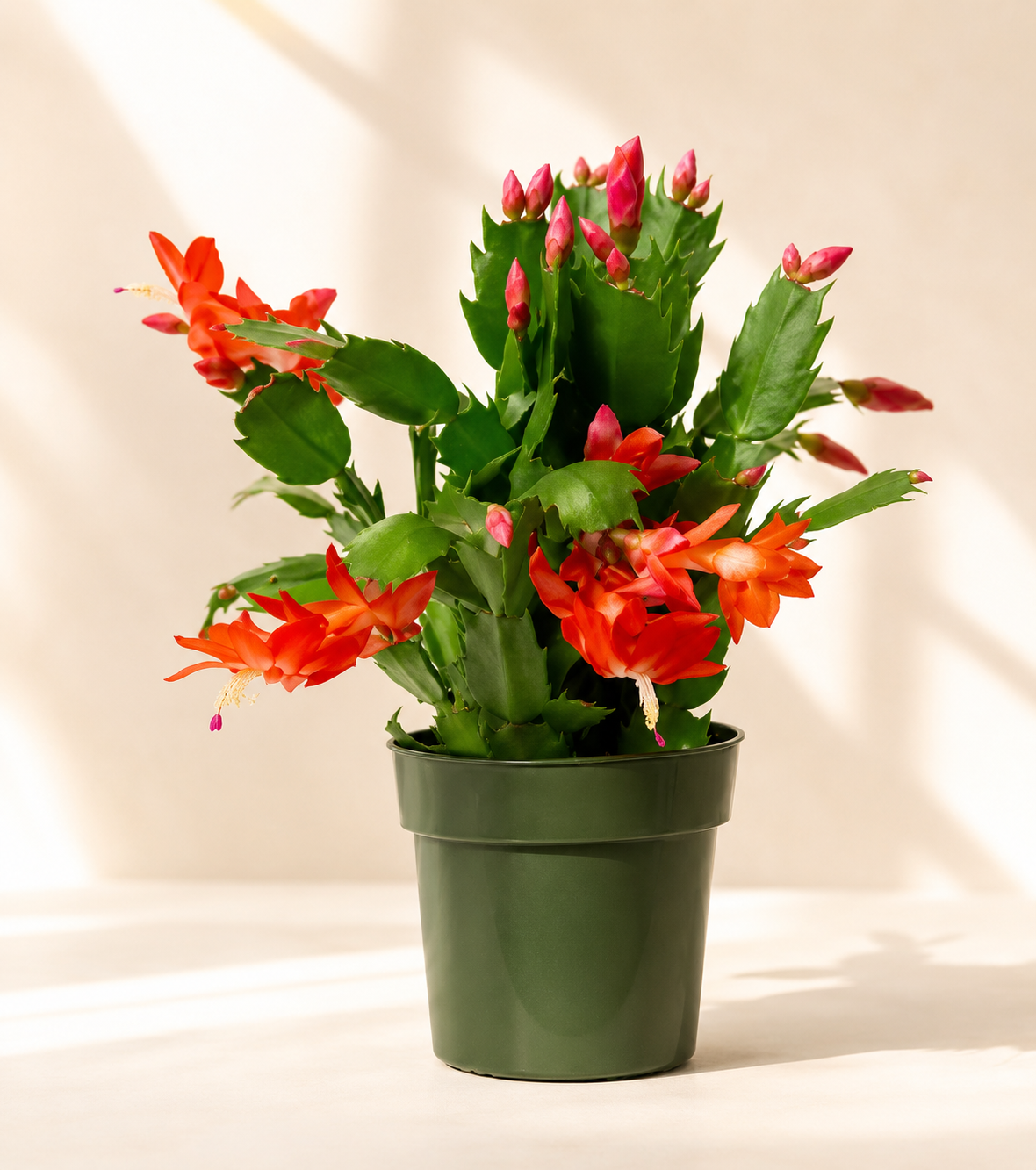 Zygocactus Christmas Cactus