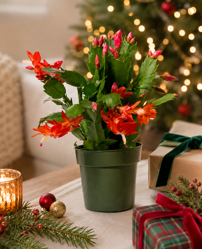 Zygocactus Christmas Cactus