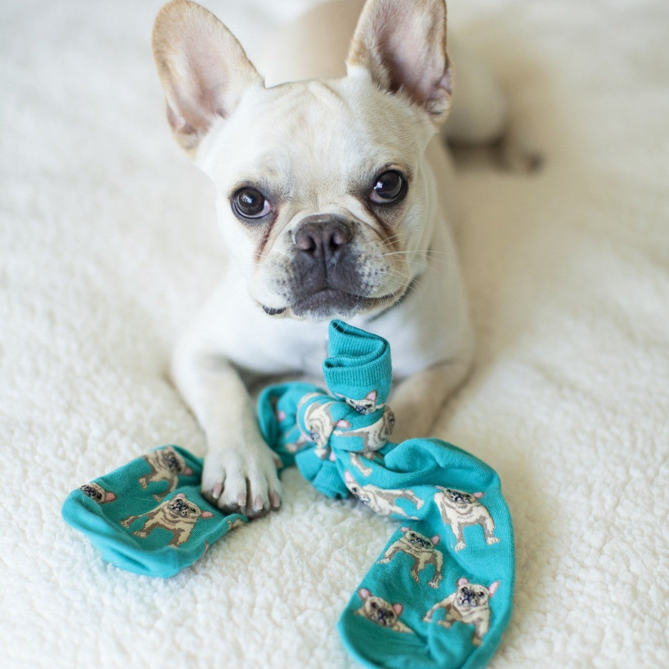 Frenchie