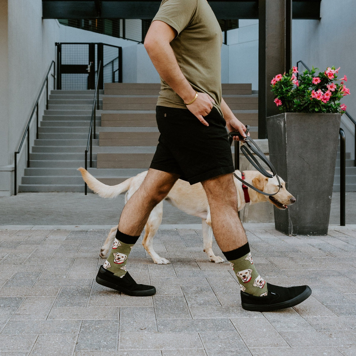 Labrador