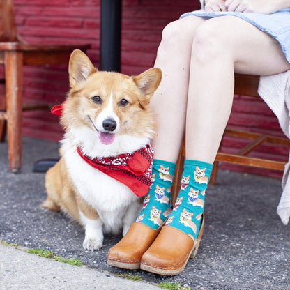 Corgi