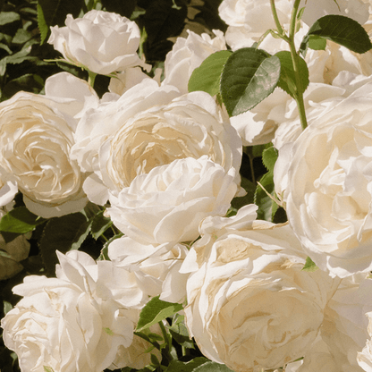 Rosy Glow Air Scent Refill