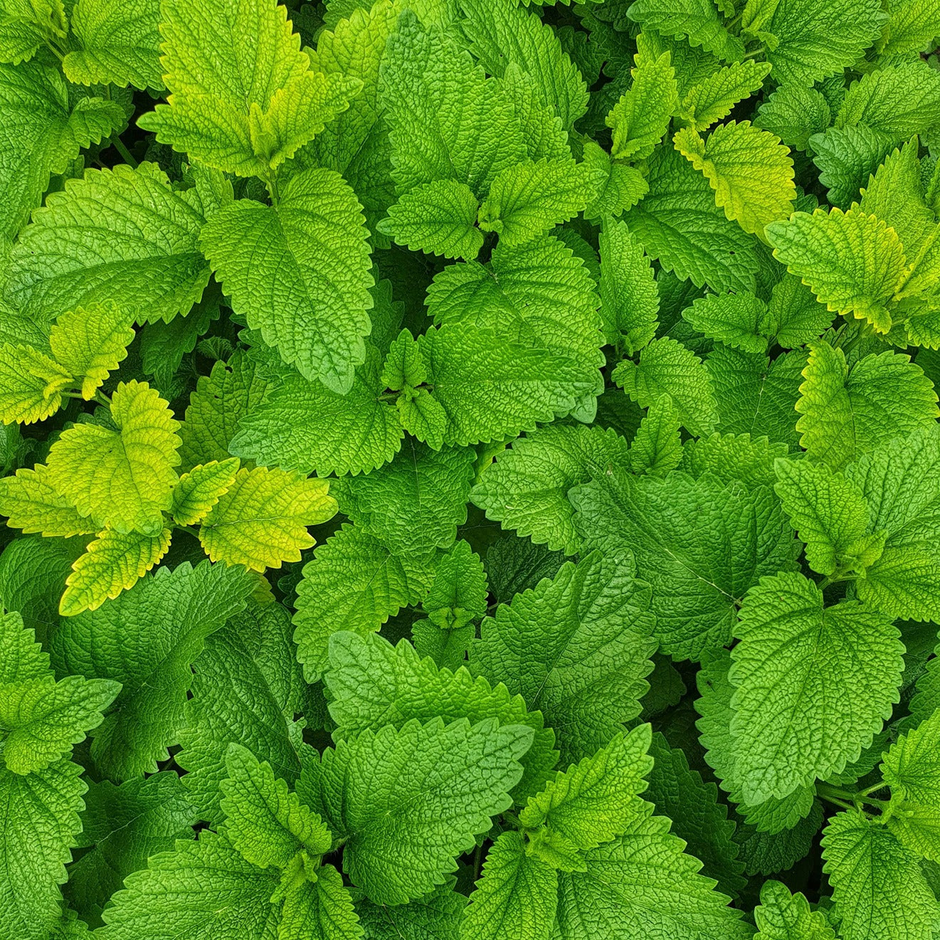 Vanilla Mint Push Scent Refill