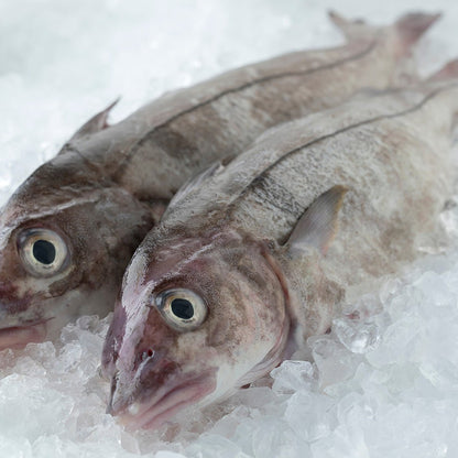 Wild-Caught Icelandic Haddock Fillets (8-10 oz.) 2-Pack