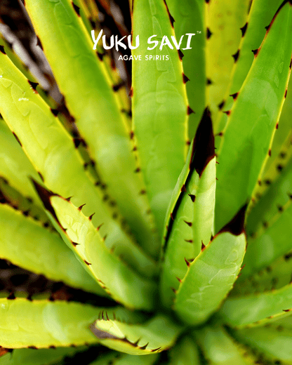 Yuku Savi - 'Candelillo' Mezcal (Candelillo| 750ML)